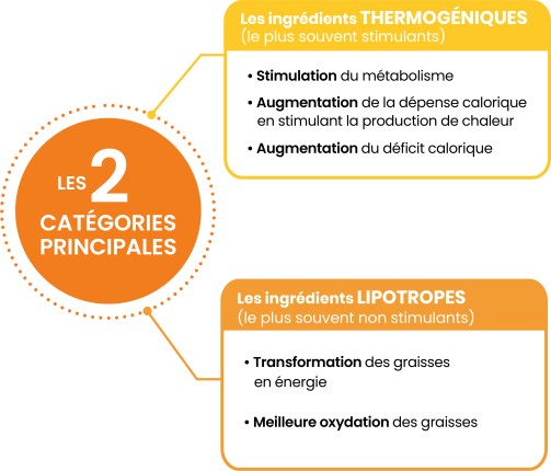 2 catégories de brûleurs de graisses : thermogéniques ou lipotropes