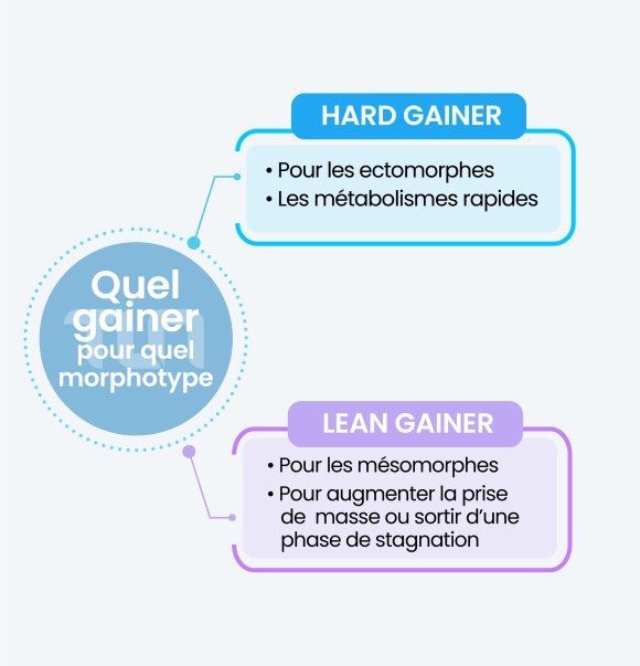 Hard gainer pour les ectomorphes et Lean Gainer pour les Mésomorphes TLN